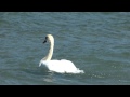 Cygne qui prend son bain 2