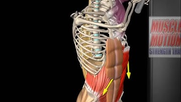 External Oblique Anatomy and Movement