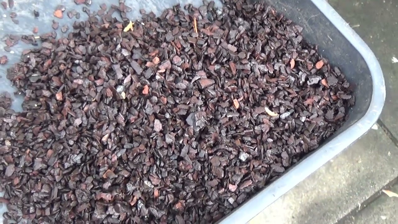 Maxillaria variabillis repot plus a couple in spike at the end