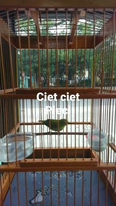 ciet ciet pleci muda