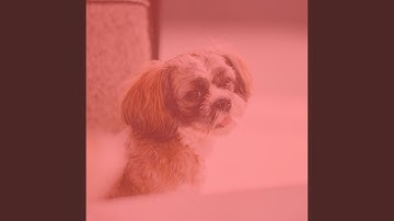 Sublime Backdrops for Visions