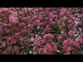 Captivating Crabapple Blooms 4K