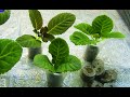 🌼Укоренение ГЛОКСИНИЙ макушками в торфяных таблетках !🌼🌱How to grow gloxinia part №25