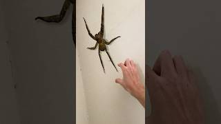 warum hab ich diese spinne angefasst..