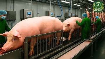 Không Thể Tin Nổi: Quy Trình Sản Xuất Thịt Heo Trong Những Nhà Máy Hiện Đại Như Thế Này!
