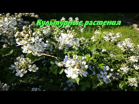 Видео: Микробиота-хозяин взаимодействует на уровне кишечного эпителия, здоровья и питания