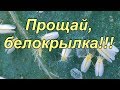 Белокрылка- метод борьбы с ней водой! 2 хороших метода борьбы с белокрылкой!