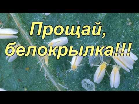 Видео: Лечение репы с белыми пятнами: как распознать белую пятнистость репы