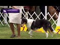 Collie (Smooth) | Breed Judging 2021 の動画、YouTube動画。