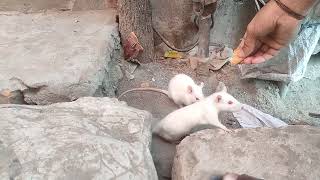 Playing with rats || Rats playing || white rat || rabbit rat || roadside rabbit rat || bilati idur