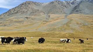 Горные мощные и грациозные яки #mountains #altay #nature #горныйалтай
