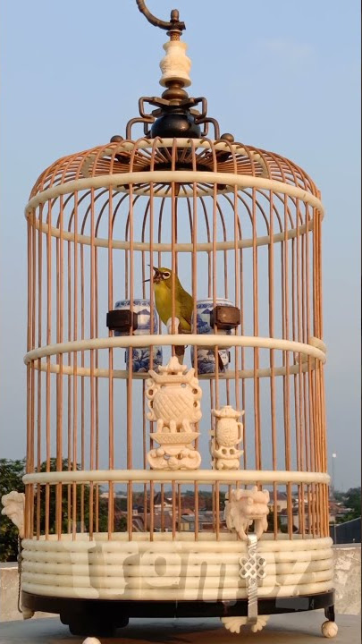 Download lagu Dakun di Sangkar Apollo