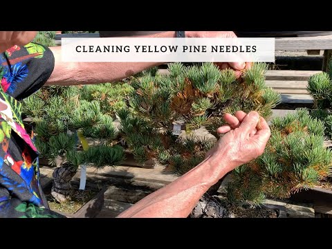 Cleaning Yellow Pine Needles