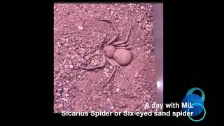 Sicarius Spider Or Six Eyed Sand Spider