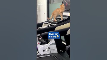 Fitness cat uses treadmill at the gym