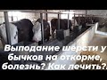 Откорм быков. болезни препятствующие откорму.