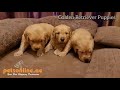 Cute golden retriever puppies adorable puppies for sale in uae high quality puppies in uae