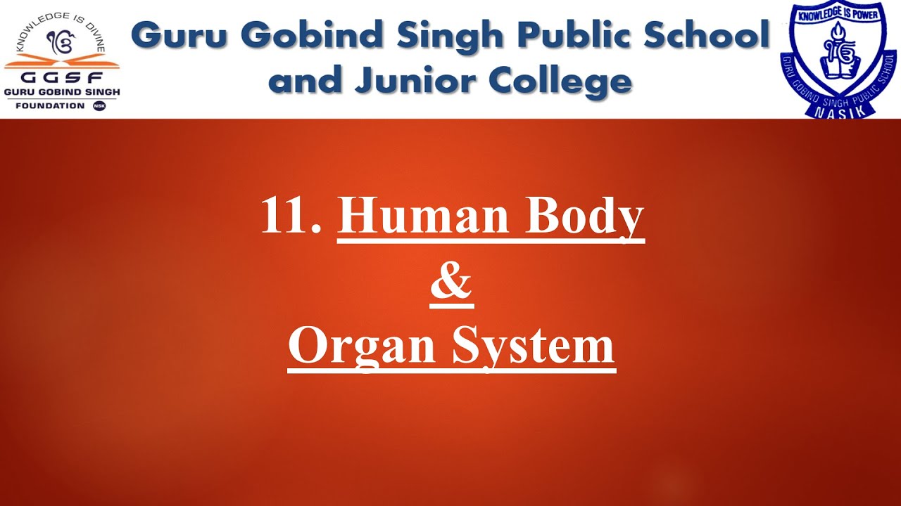 8th Science | Chapter no. 11 | Human Body & Organ System | Part 2 | SSC ...