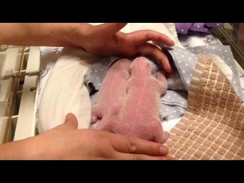 Video: Pet Scoop: Panda Cub Twins Lahir di Kanada, Survivor Anjing Tergesa-gesa Melalui Paip Saliran