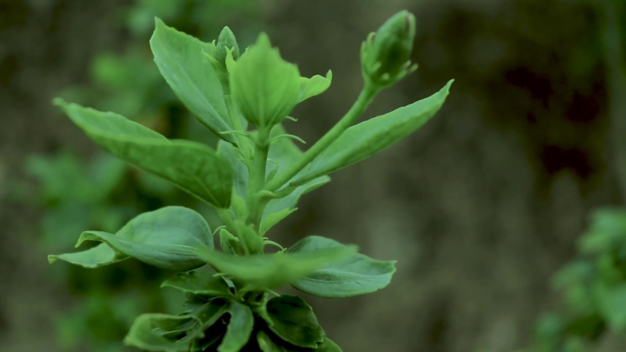 My first B-roll clip