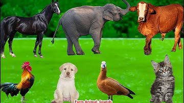 Beautiful Animal Moments: Sheep, Dog, Cat, Chicken, Elephant, Cow - Animal Sounds