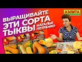 ТЫКВА какие сорта выбрать Рецепты вкусных блюд из тыквы ТЫКВА какие сорта выбрать Рецепты вкусных блюд из тыквы