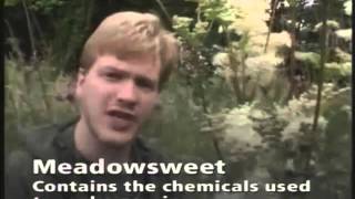 Natural Herbal Aspirin And Antiseptic | Ray Mears