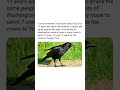 Crows #facts #nature