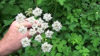 Hunting for Poisonous Hemlock and Cow Parsley. Identification.