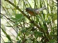 Fauvette passerinette  subalpine warbler  weisbartgrasmcke   sylvia cantillans 