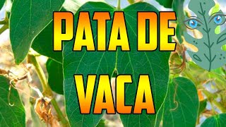 PATA DE VACA #benefits Bauhinia forficata 🌿 ¿PARA QUE SIRVE? 🌿Usos🌿  #plants 🌿 #nature CASCO DE VACA