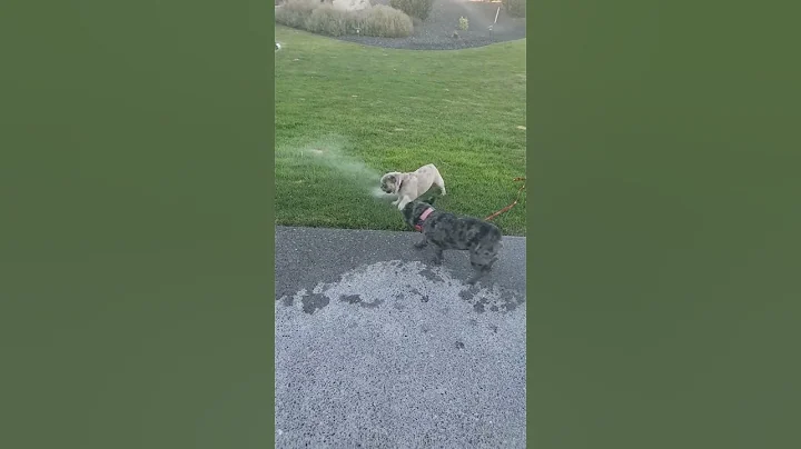 Frenchie fun