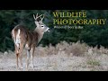 Wildlife Photography- Amazing footage of how to photograph Whitetail deer in rut- from a photo blind