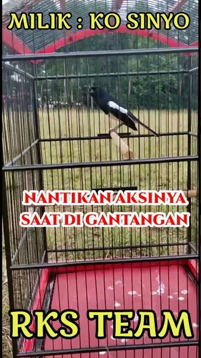 KACER RASA CILILIN DAN KENARI BISA MENIRUKAN BURUNG MASTERAN MEWAH LAINYA