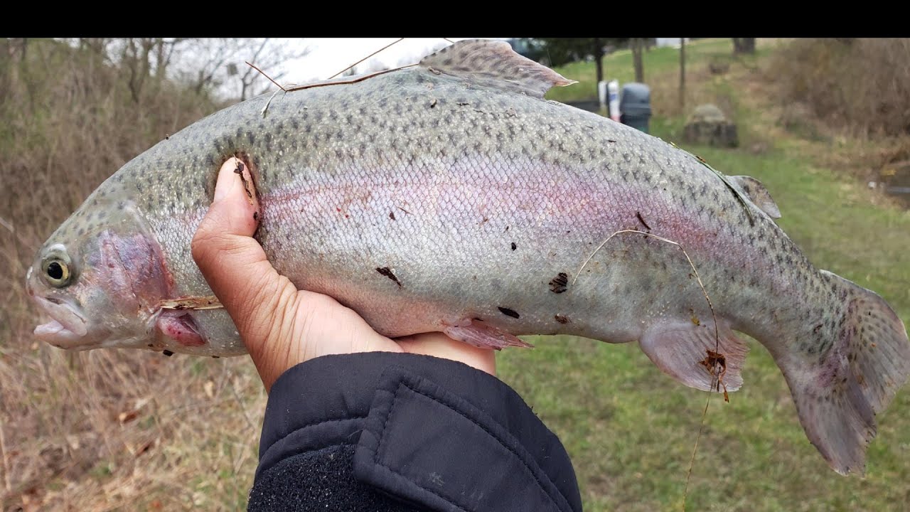 Catch, Clean, Cook: How to make oven grilled whole  rainbow trout/side tomatoes sauce