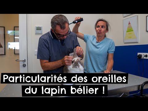 Vidéo: Quel est le plus petit lapin aux oreilles tombantes ?