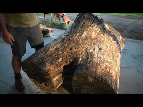 Wormy Spalted Oak Log Full Of Vicious Beetles