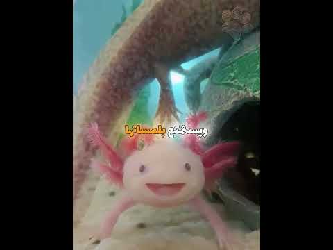 فتاة تنقذ اكسولوتل كاد يختنق بحجر عالق في فمه 