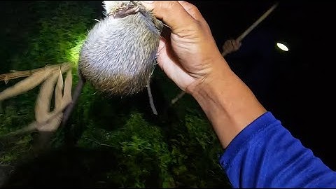 Bẩy Chuột cặp Sông và gần Lộ soi đêm thì bắt được con chuột cơm quá bự #đồngcárô