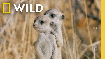 7 Minutes of The Cutest Baby Animals You