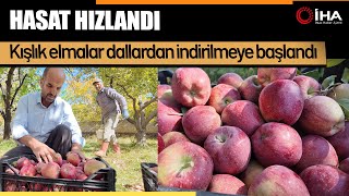 Kışlık Elma Dallardan Sepetlere Dolmaya Başladı... Resimi