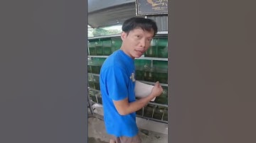 hôm nay qua làm mai cho ông chủ trại cá Betta