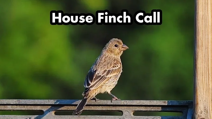 Female House Finch Call - Bird Sounds