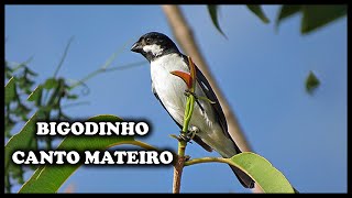 BIGODINHO CANTO MATEIRO