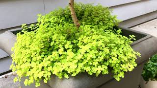Sedum Makinoi Ogon Update