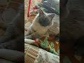 Выходные #кошечка #юмор #выходные #подпишись #любимка