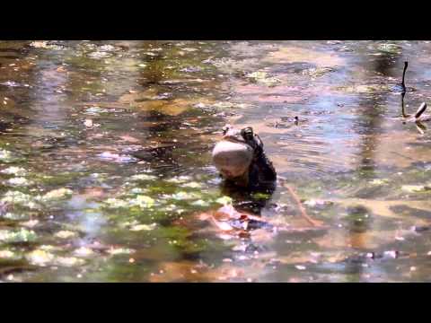 Capital Naturalist: Fowler's