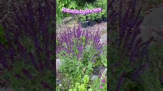 Rabata bylinowa #flowers #ogród #nature #garden #gardening #spring #byliny #wiosna #relax