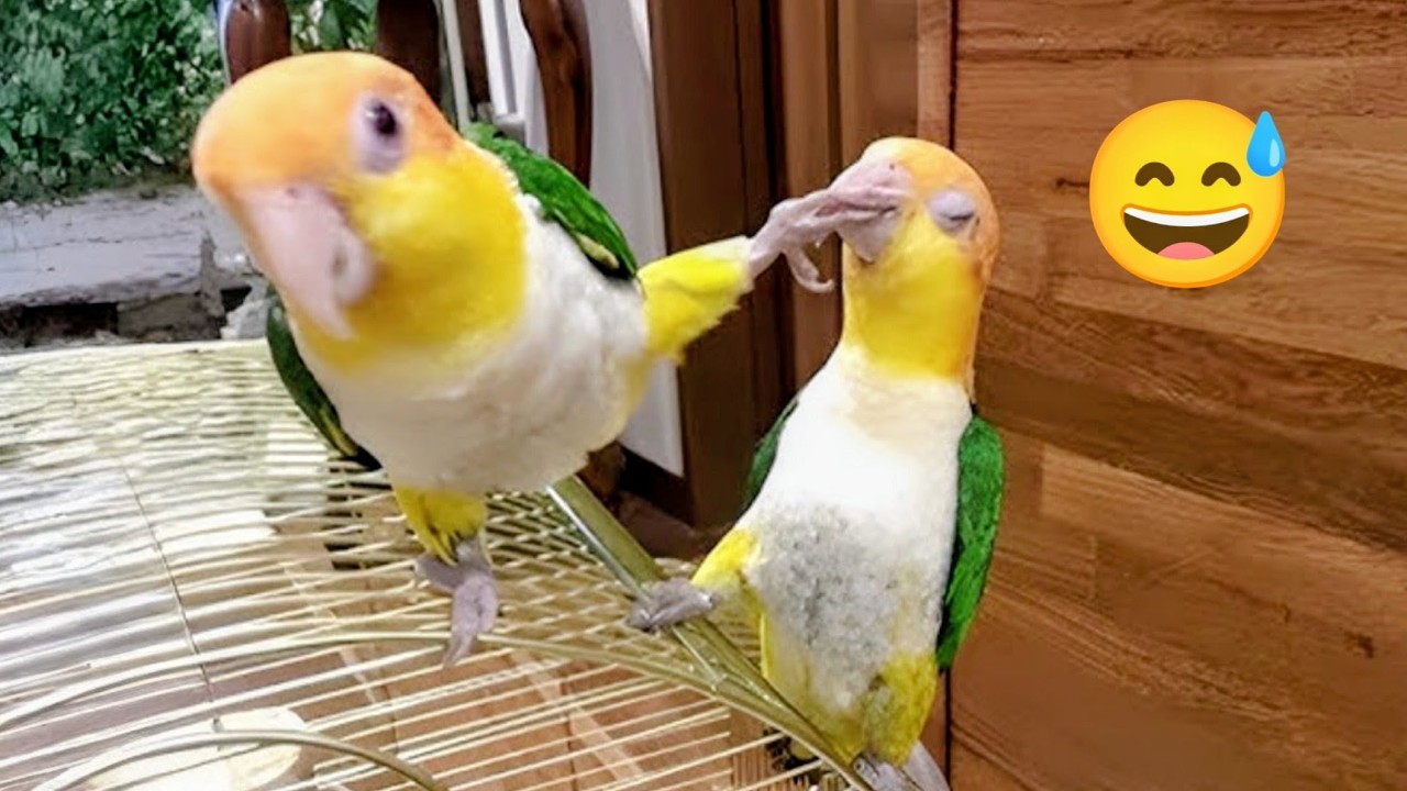 Birds Comedy Show 😂 | Try Not to Laugh! 🐦 - YouTube