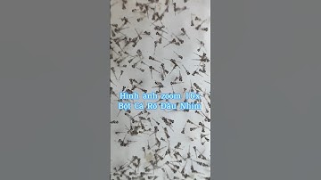 Hình ảnh thực tế cá rô đầu Nhím sau khi nở#ksviet #caro #carodaunhim #carodauvuong